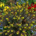 Euphorbia ‘Purpurea’ — Hardy Perennial, 2L Pot
