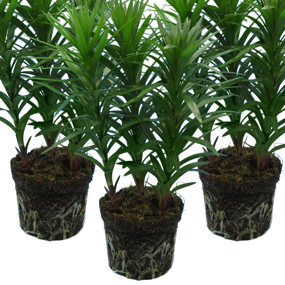 Lilium ‘Pink’ — Hardy Bulb, Bee-Friendly, 1L Pot (Set of 3 or 6)