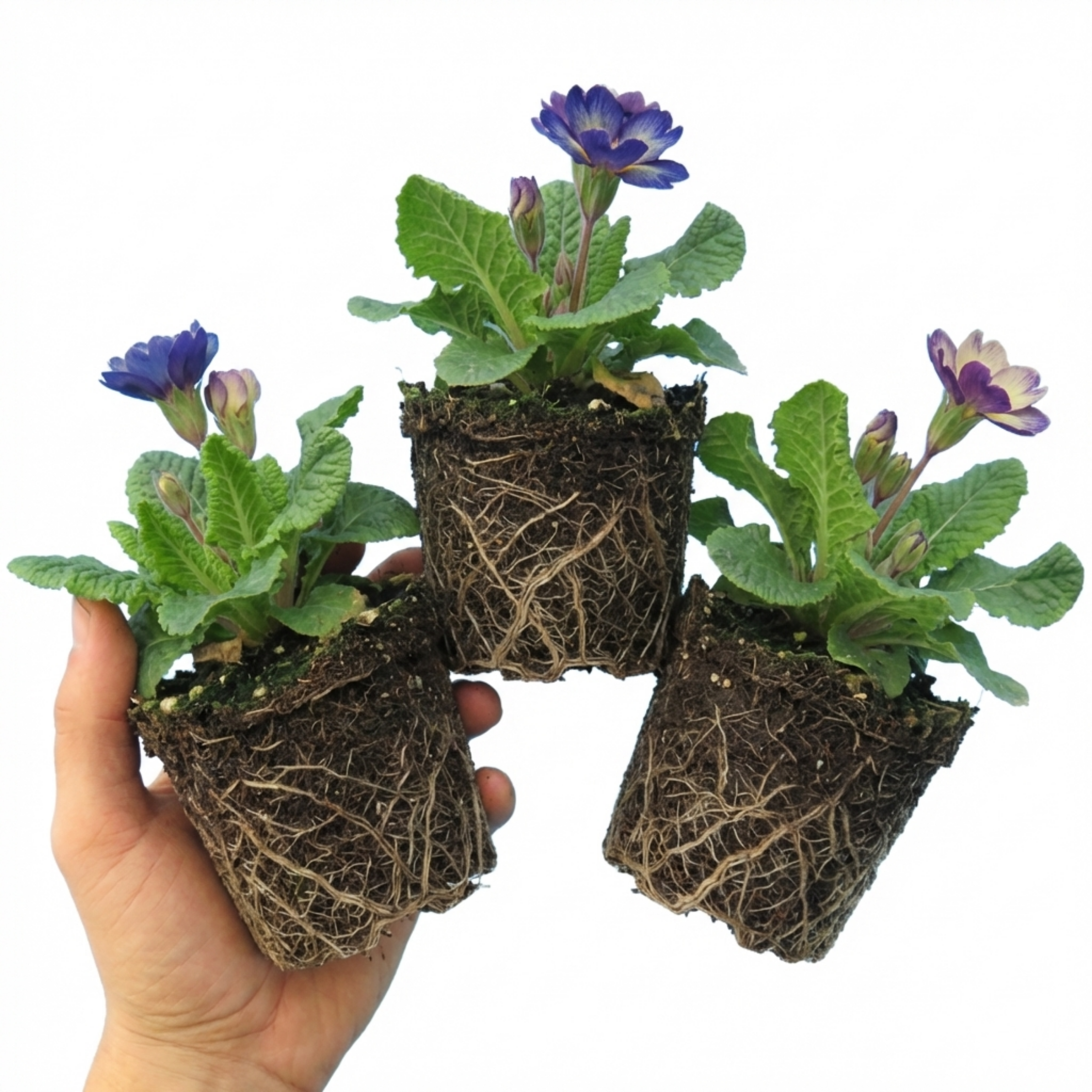 Primula ‘Chameleon Blue’ — Hardy Perennial, Bee-Friendly, 1L Pot (Set of 3 or 6)
