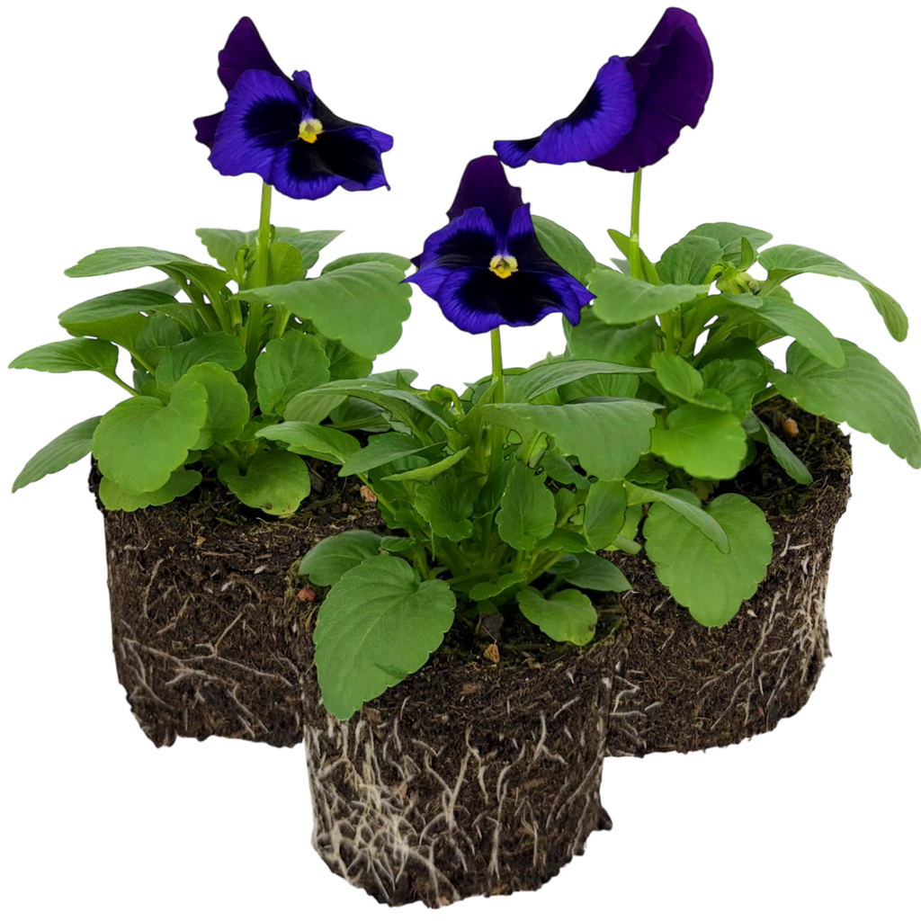 Pansy 'Delta Pro Neon Violet' — Hardy Bedding, 10.5cm Pot (Set of 3 or 6)