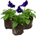 Pansy 'Delta Pro Neon Violet' — Hardy Bedding, 10.5cm Pot (Set of 3 or 6)