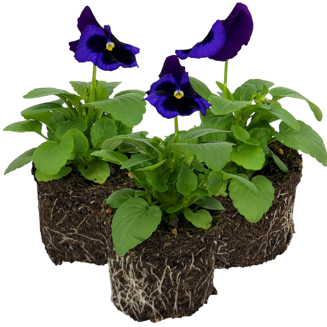 Pansy 'Delta Pro Neon Violet' — Hardy Bedding, 10.5cm Pot (Set of 3 or 6)