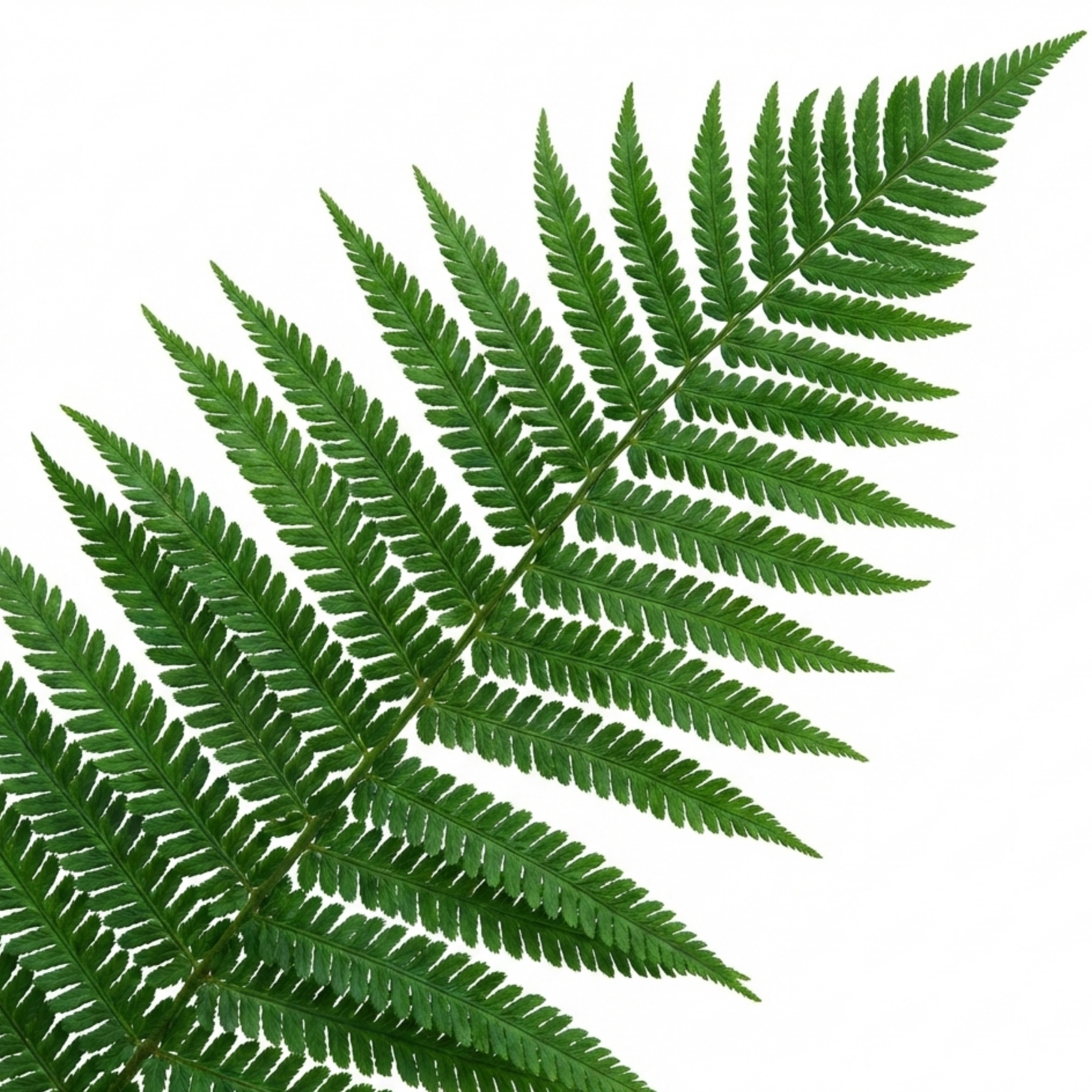 Soft ‘Shield’ — Evergreen Perennial Fern, 1L Pot (Set of 3 or 6)