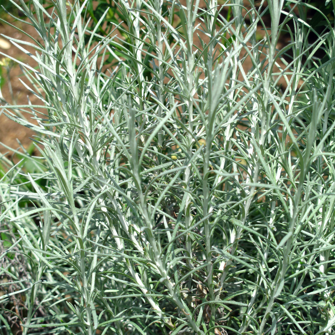 Helichrysum 'Curry Plant' — Hardy Evergreen Perennial Herb, 1L Pot (Set of 3 or 6)