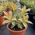 Osmanthus ‘Goshiki Variegated’ — Evergreen Shrub, Bee-Friendly, 19cm Pot