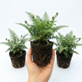 Soft ‘Shield’ — Evergreen Perennial Fern, 1L Pot (Set of 3 or 6)