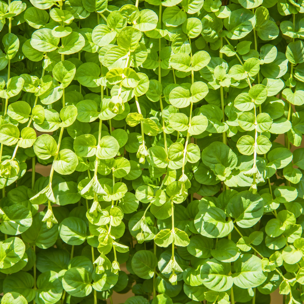 Lysimachia 'Goldilocks' — Creeping Jenny, Hardy Perennial Ground Cover, 10.5cm Pot (Set of 3 or 6)