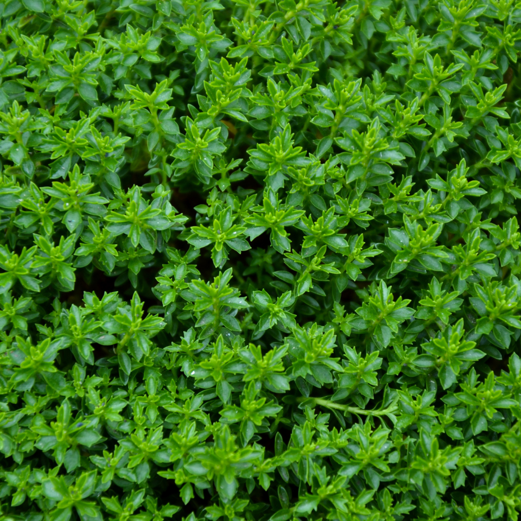 Hebe ‘Green Globe’ — Hardy Shrub, 2L Pot
