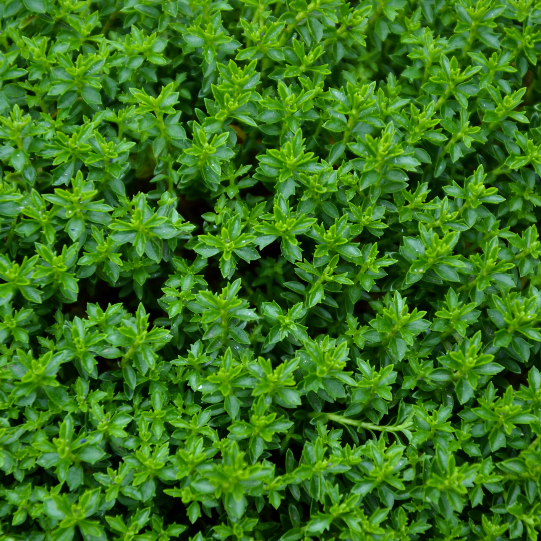 Hebe ‘Green Globe’ — Hardy Shrub, 2L Pot