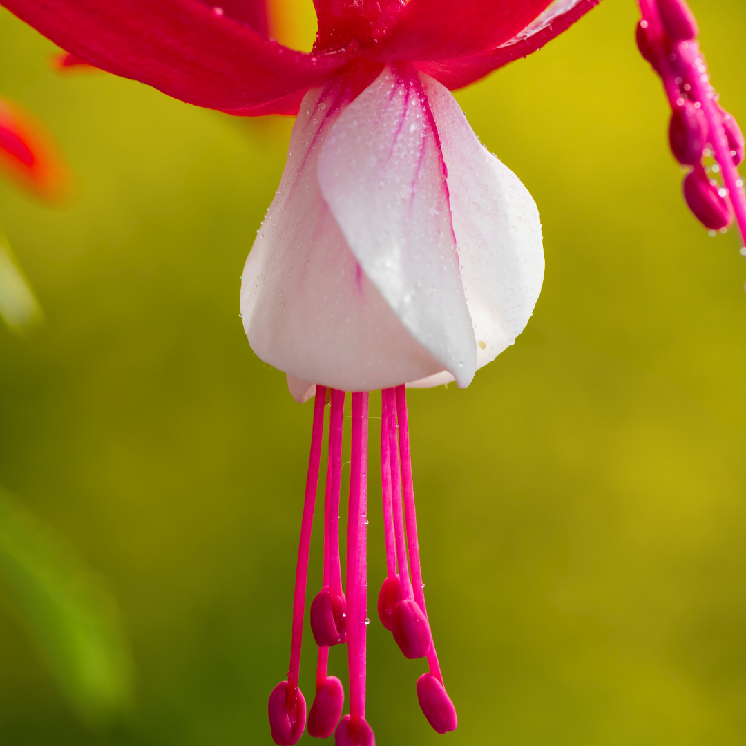 Fuchsia ‘Snowcap’ — Hardy Perennial, 2L Pot