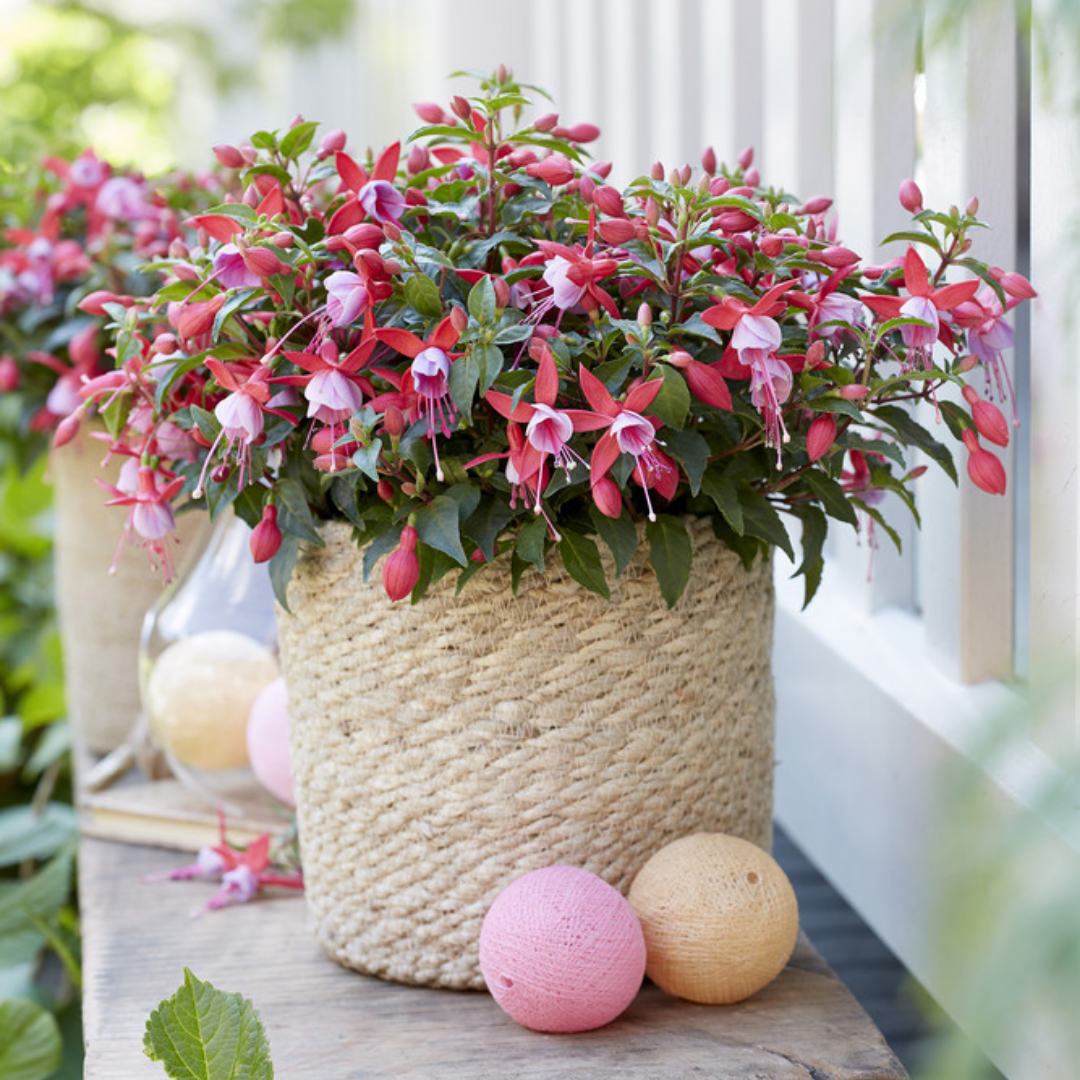 Fuchsia ‘Nikita’ — Patio Fuchsia (semi-tender perennial), Bee-Friendly, 10.5cm Pot (Set of 3 or 6)