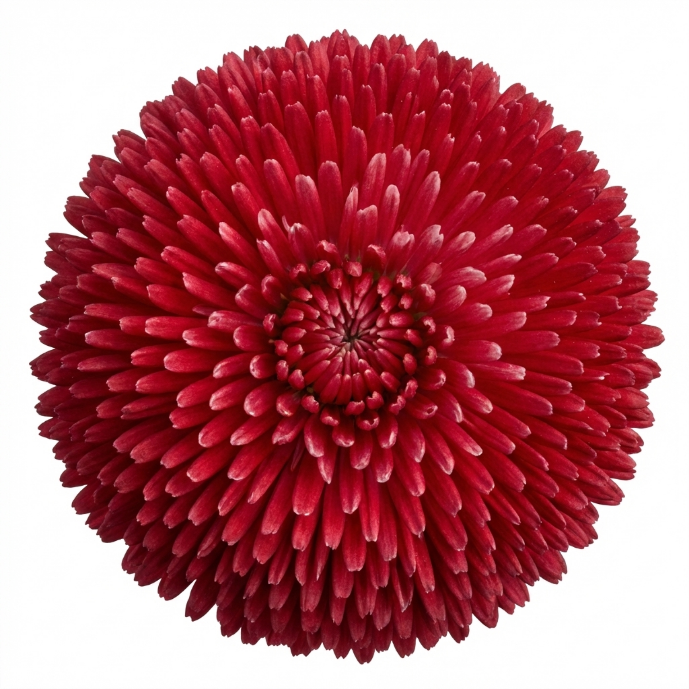 Bellis ‘Habanera Red’ — Hardy Perennial (commonly Grown As a Biennial), Bee-Friendly, 2L Pot
