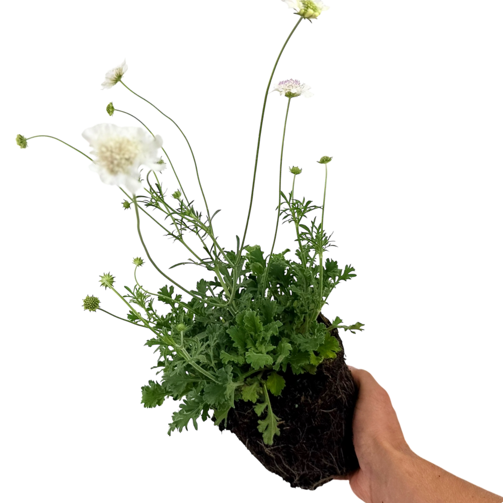 Scabious ‘Kudo White’ — Hardy Perennial, 2L Pot