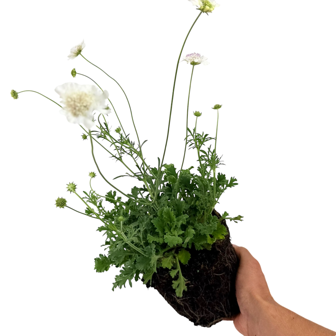 Scabious ‘Kudo White’ — Hardy Perennial, 2L Pot