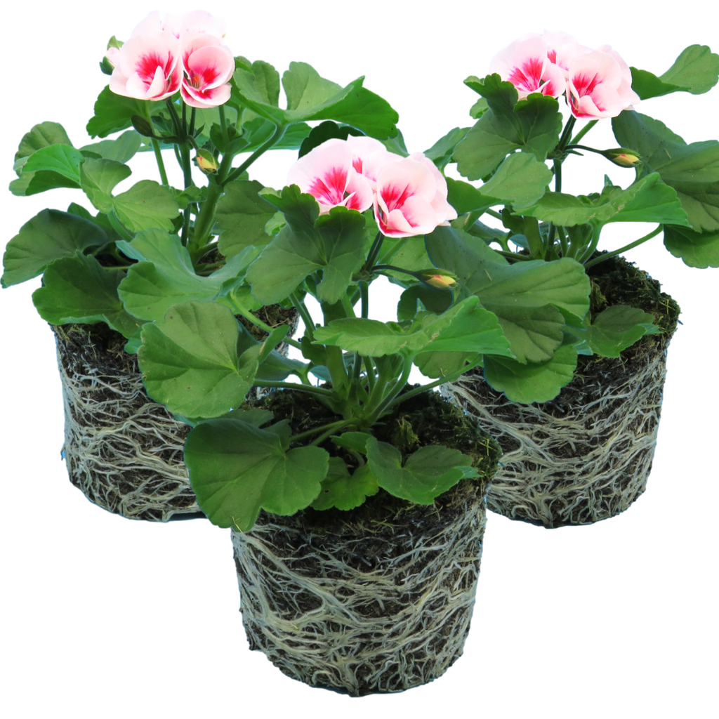 Pelargonium ‘Linus’ — Tender Perennial (grown as bedding), Bee-Friendly, 1L Pot (Set of 3 or 6)