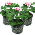 Pelargonium ‘Linus’ — Tender Perennial (grown as bedding), Bee-Friendly, 1L Pot (Set of 3 or 6)
