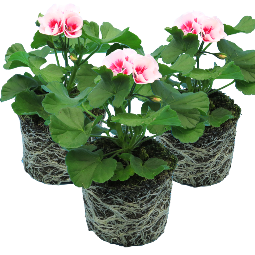 Pelargonium ‘Linus’ — Tender Perennial (grown as bedding), Bee-Friendly, 1L Pot (Set of 3 or 6)