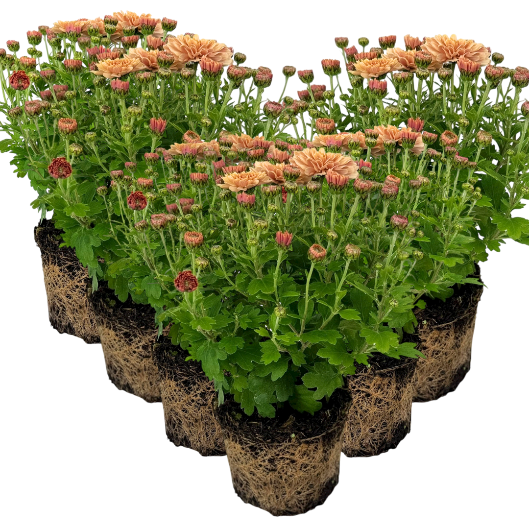 Chrysanthemum ‘Orange’ — Hardy Perennial, 1L Pot