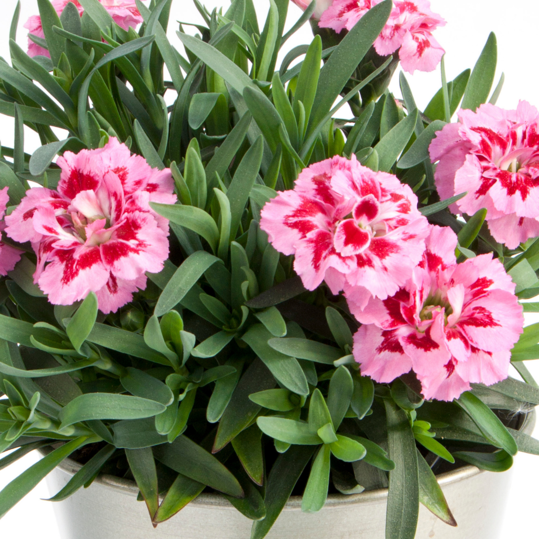 Dianthus ‘Oscar Pink Purple’ — Hardy Perennial, 10.5cm Pot (Set of 3 or 6)
