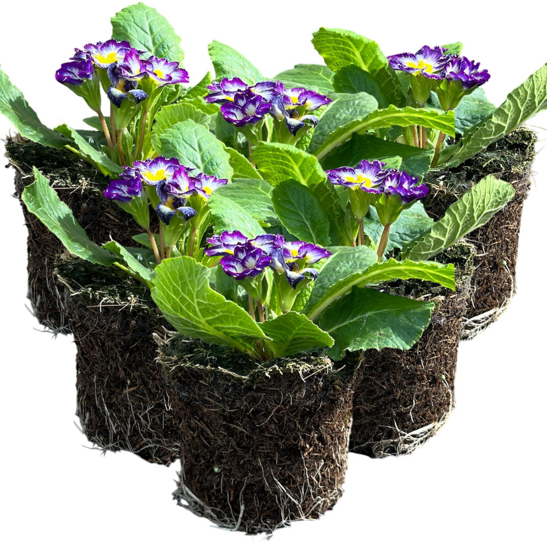 Primrose ‘Blue Bicolour’ — Hardy Perennial, Bee-Friendly, 10.5cm Pot