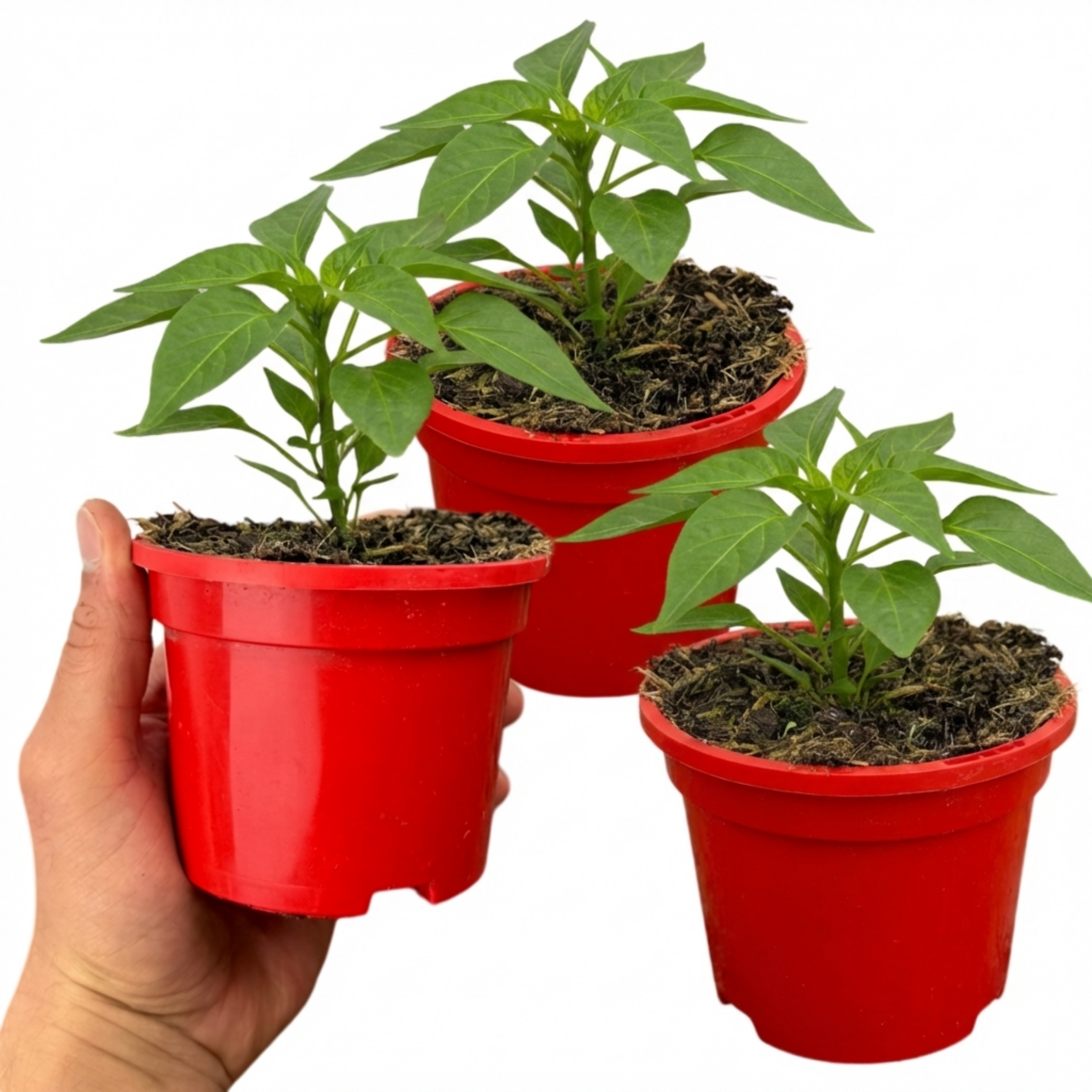 Sweet ‘Pepper Redskin’ — Tender Annual Vegetable, 10.5cm Pot (Set of 3 or 6)
