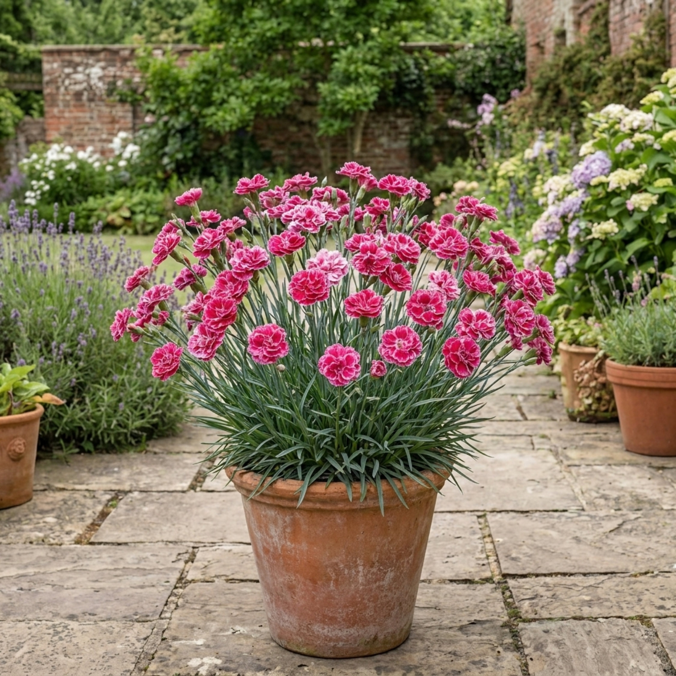 Dianthus ‘Sugar Raspberry’ — Hardy Evergreen Perennial, Bee-Friendly, 17cm Pot