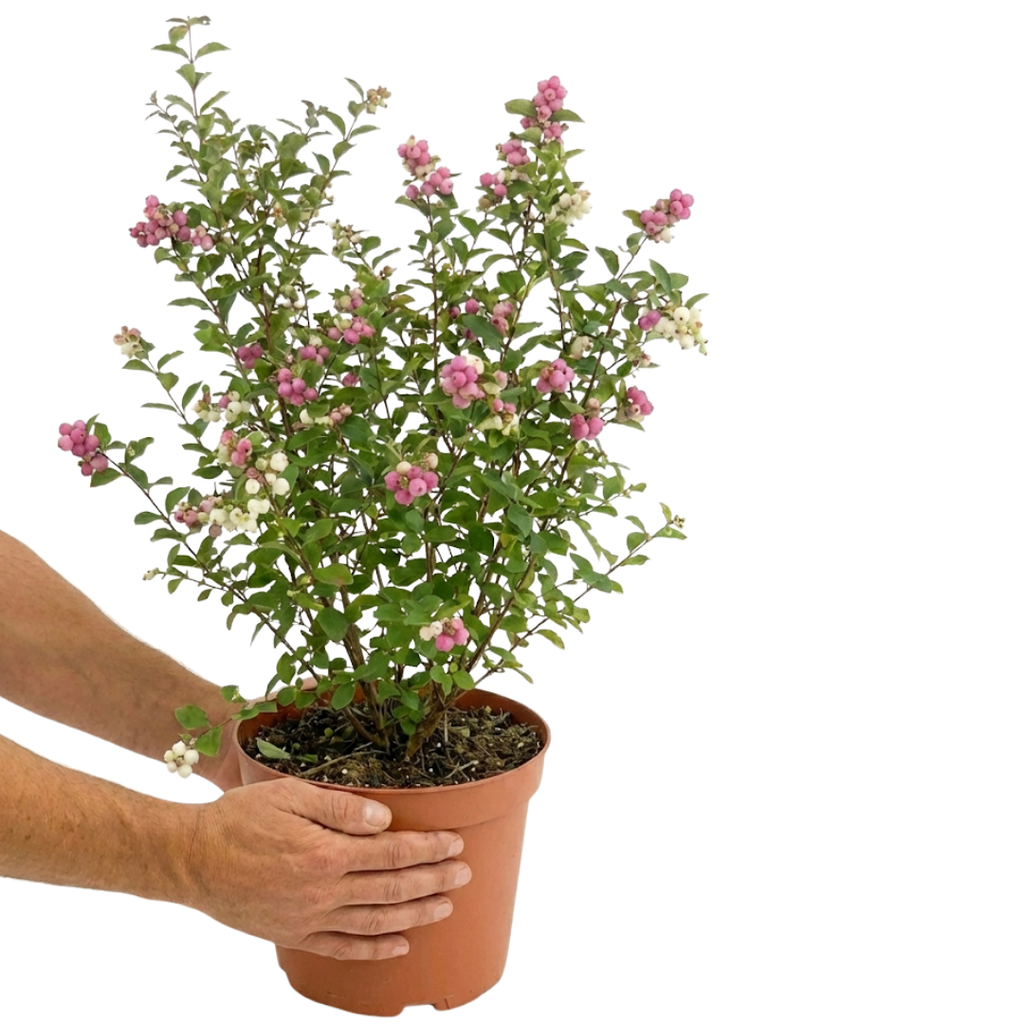 Symphoricarpos ‘Magical Winterberry’ — Hardy Perennial, 3L Pot
