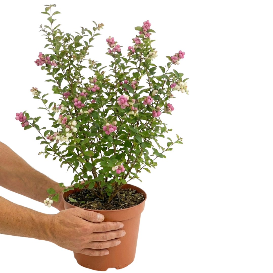 Symphoricarpos ‘Magical Winterberry’ — Hardy Perennial, 3L Pot