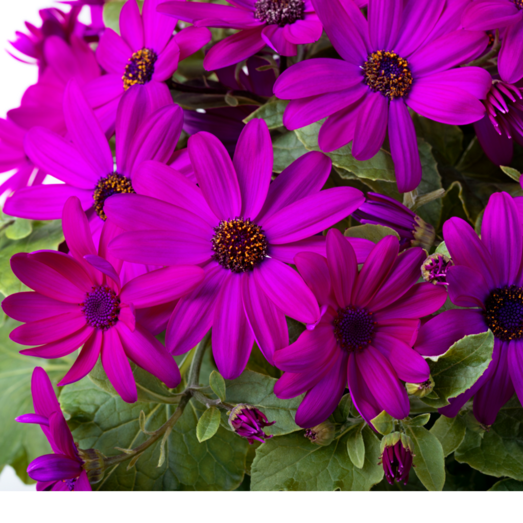 Senetti ‘Pop Epic Cerise’ — Bedding Plant, Bee-Friendly, 6.5L Pot