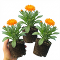 Calendula ‘Fiesta Orange’ — Hardy Perennial, 1L Pot (Set of 3 or 6)