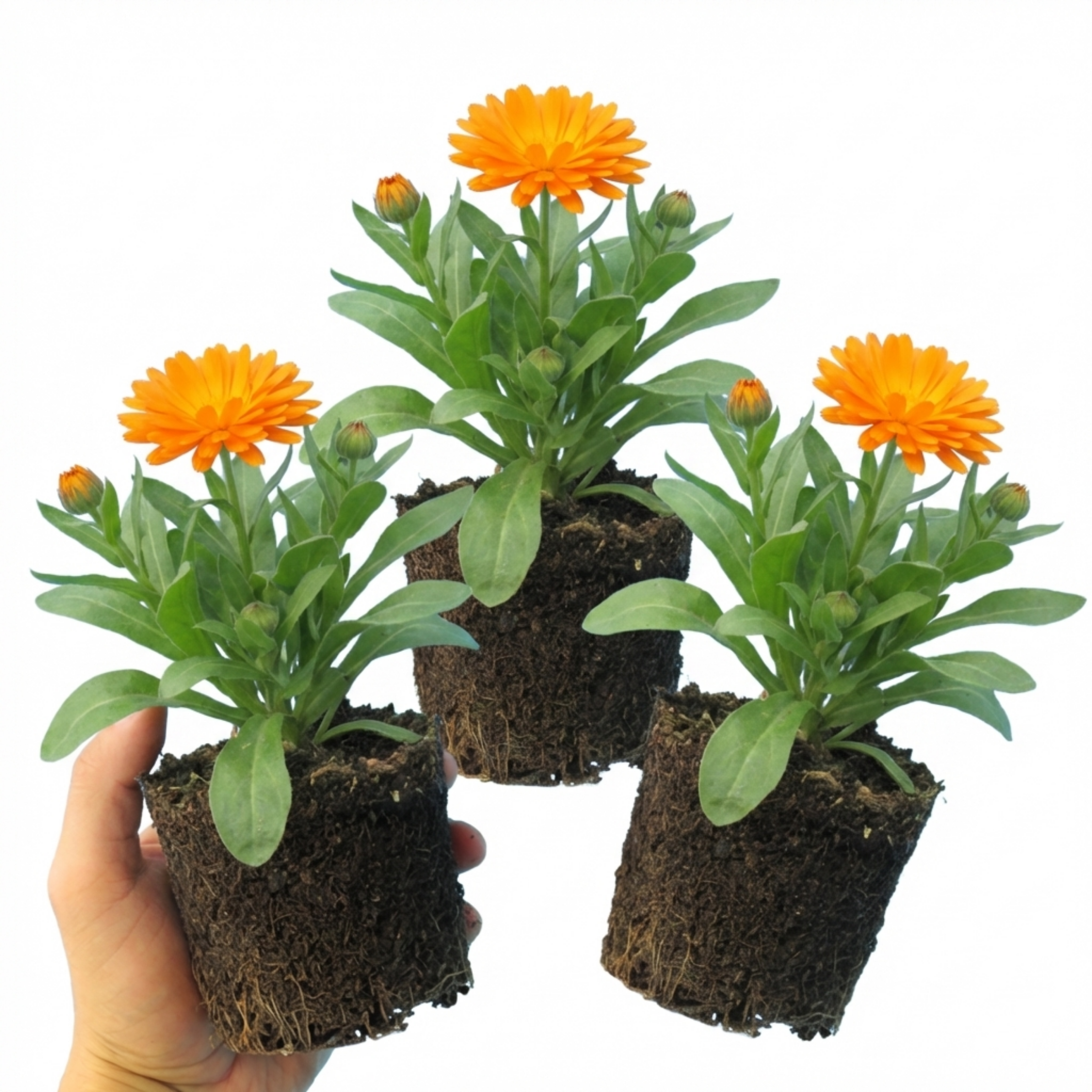 Calendula ‘Fiesta Orange’ — Hardy Perennial, 1L Pot (Set of 3 or 6)
