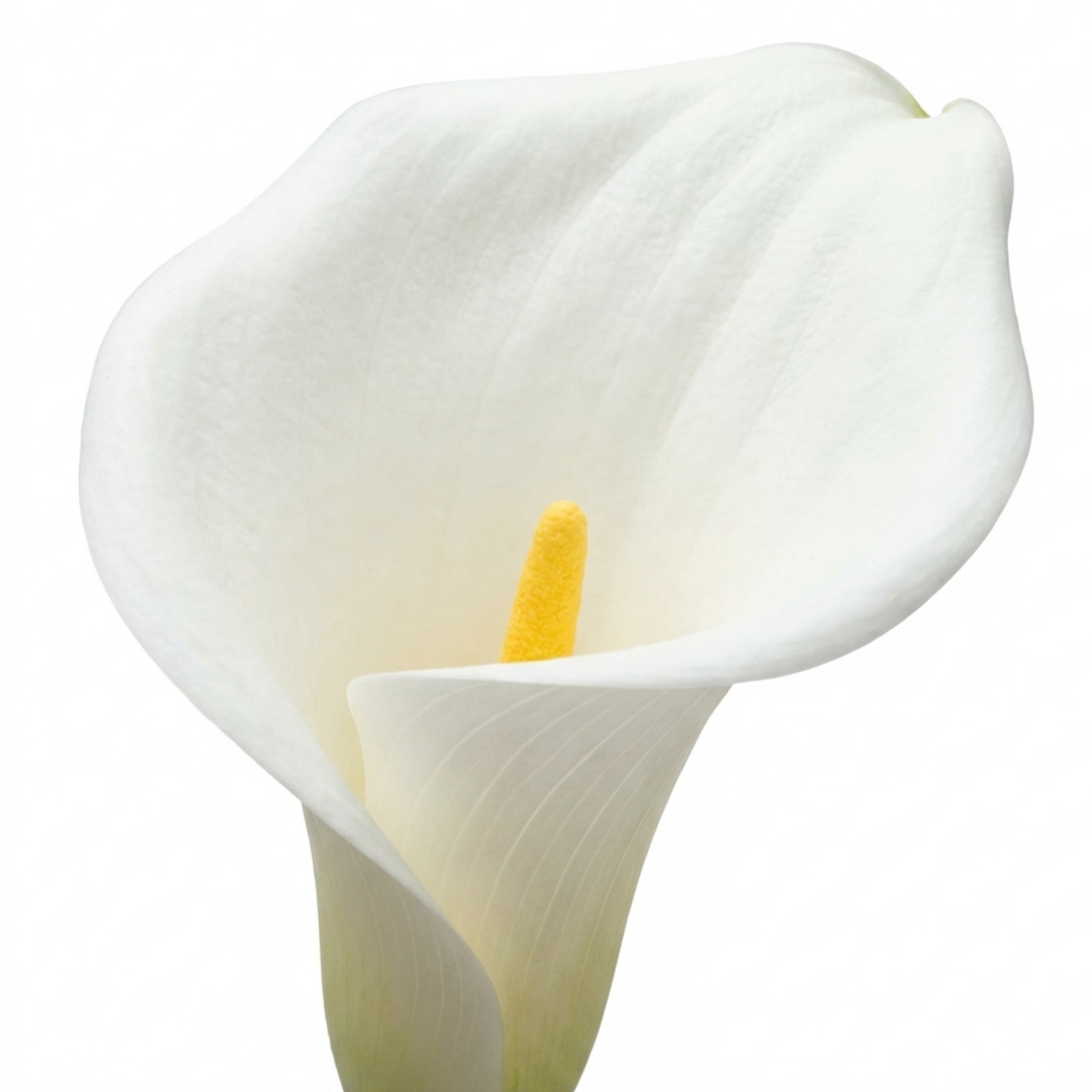 Zantedeschia ‘Snow White Live’ — Hardy Perennial, Bee-Friendly, 3L Pot