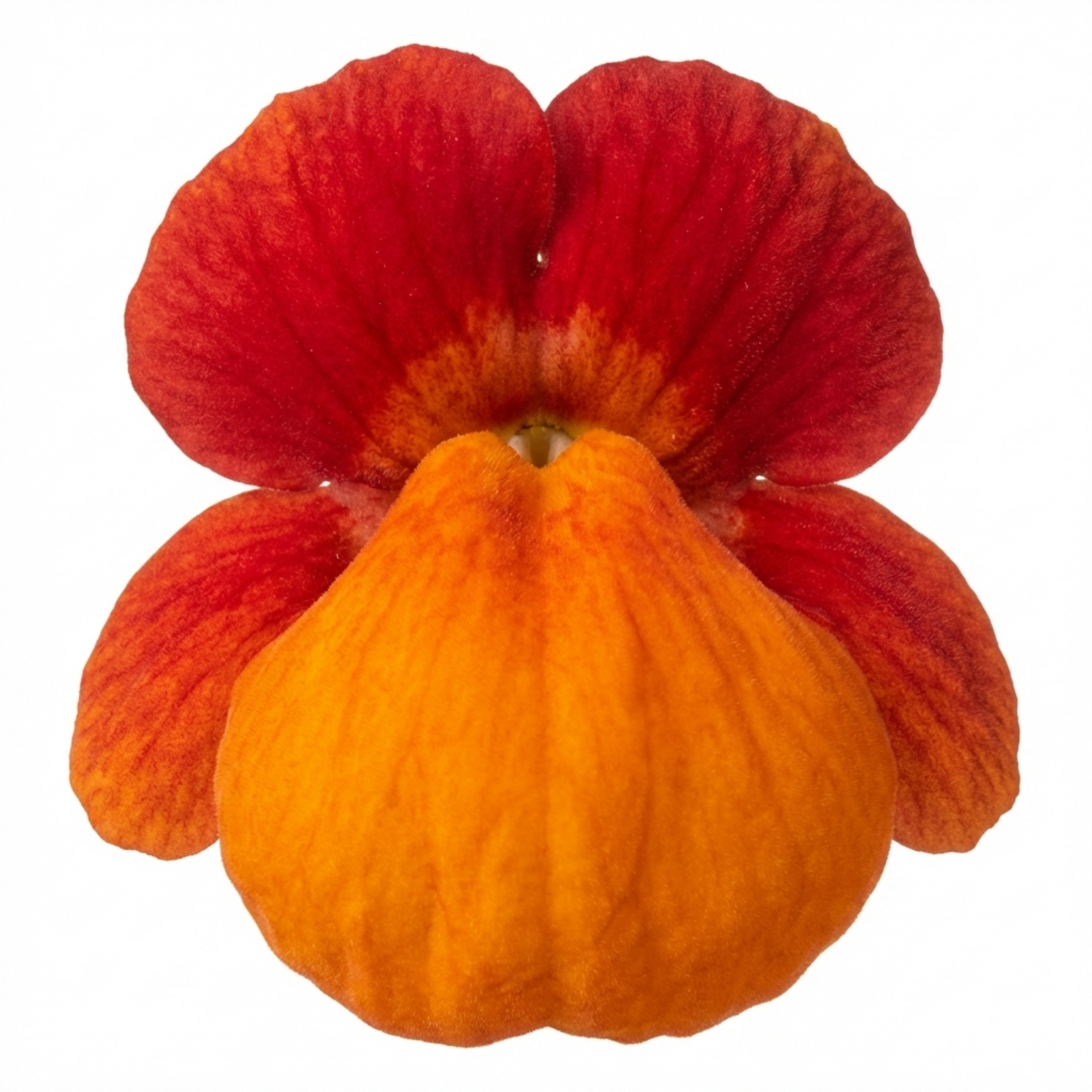 Calceolaria ‘Red Orange Bicolour’ — Hardy Perennial, 1L Pot (Set of 3 or 6)