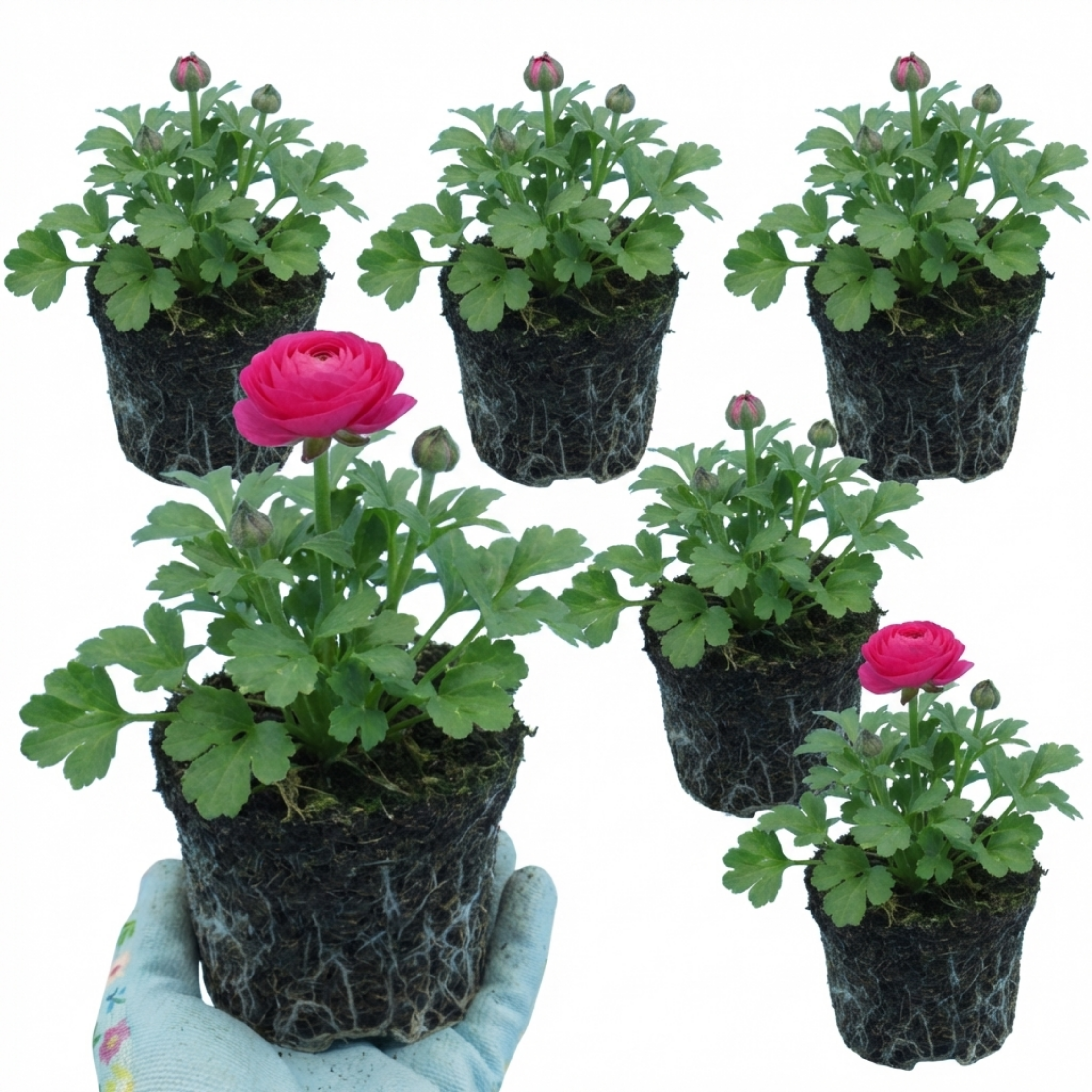 Ranunculus ‘Vortex Hot Pink’ — Tuberous Herbaceous Perennial, Bee-Friendly, 1L Pot (Set of 3 or 6)