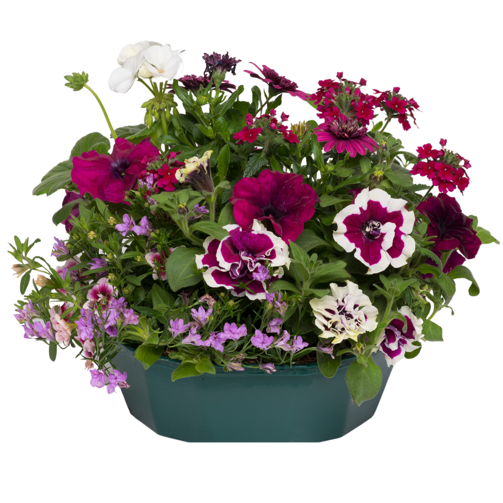 Berry Swirl Speedplanter — Pre-Planted Mixed Annual Display, 7-Plant Set