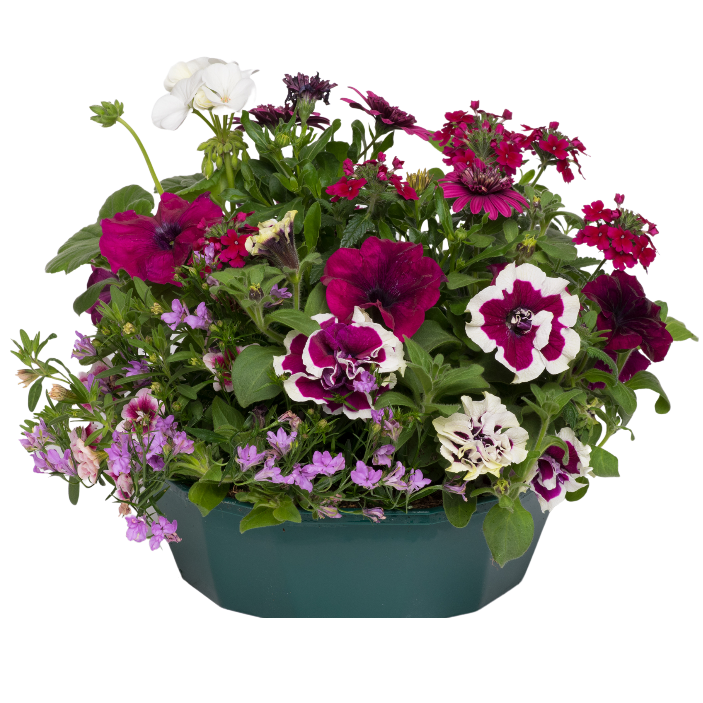 Berry Swirl Speedplanter — Pre-Planted Mixed Annual Display, 7-Plant Set