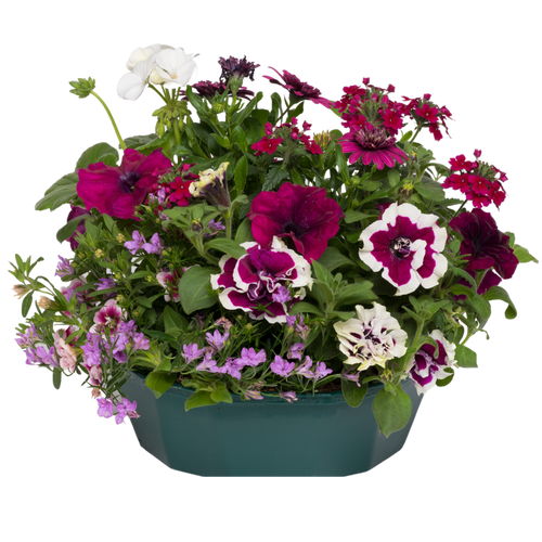 Berry Swirl Speedplanter — Pre-Planted Mixed Annual Display, 7-Plant Set