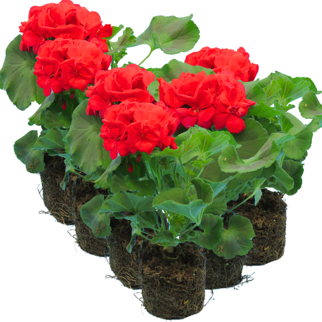 Pelargonium ‘Mylena’ — Tender Perennial (grown as bedding), Bee-Friendly, 10.5cm Pot (Set of 3 or 6)