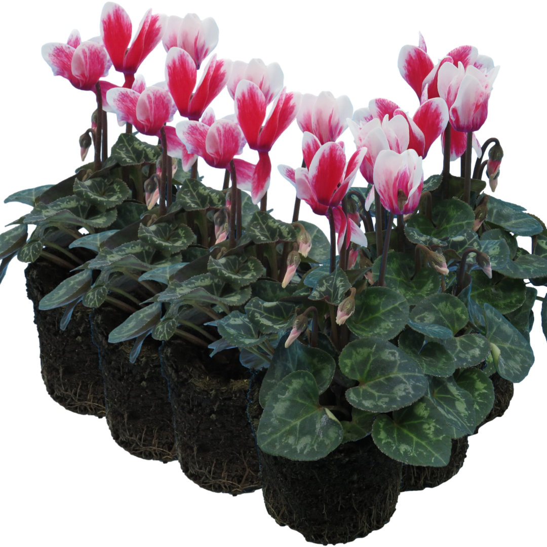 Cyclamen ‘Smartiz Rouge Vif’ — Tender Pot Plant (perennial in mild climates), 10.5cm Pot (Set of 3 or 6)