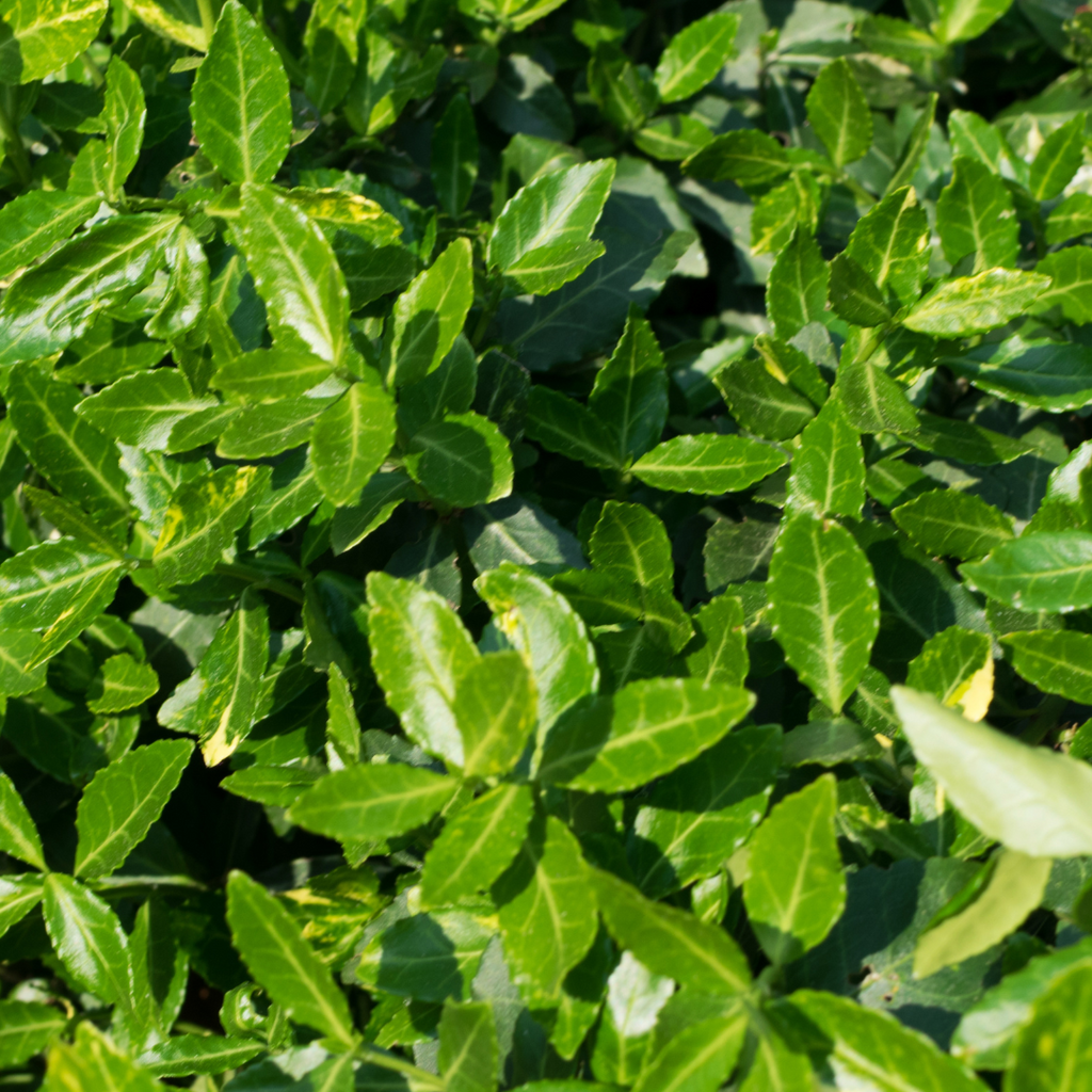 Euonymus ‘Green Spire’ — Hardy Shrub, 2L Pot