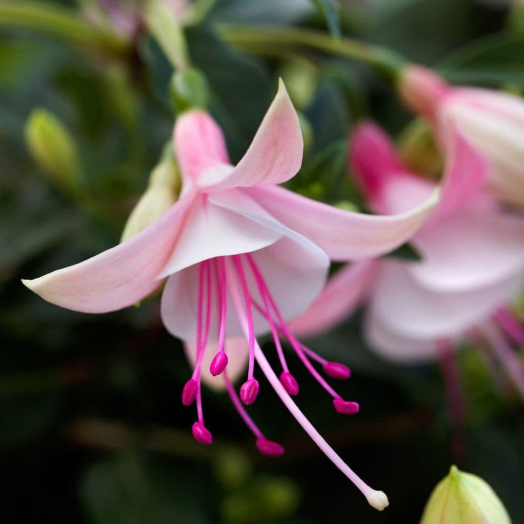 Fuchsia ‘Lisa’ — Patio Fuchsia (semi-tender perennial), Bee-Friendly, 10.5cm Pot (Set of 3 or 6)