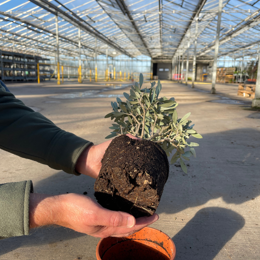 Mini Olive Bush (Olea europaea) — Hardy Evergreen, 15cm Pot