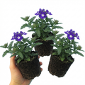 Verbena ‘Blue Eye’ — Half-Hardy Annual, Bee-Friendly, 10.5cm Pot (Set of 3 or 6)