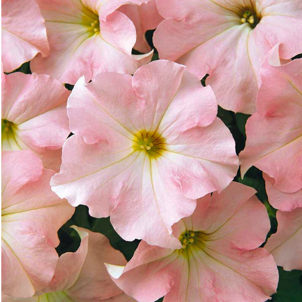 Petunia ‘Express Apple Blossom’ — Hardy Perennial, 10.5cm Pot (Set of 3 or 6)