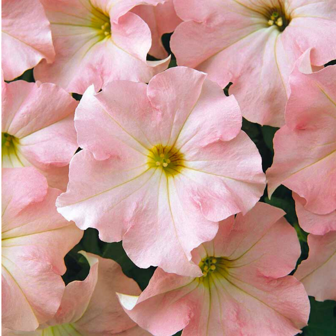 Petunia ‘Express Apple Blossom’ — Hardy Perennial, 10.5cm Pot (Set of 3 or 6)