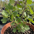 Gooseberry ‘Invicta’ — Hardy Deciduous Fruit Bush, 2L Pot
