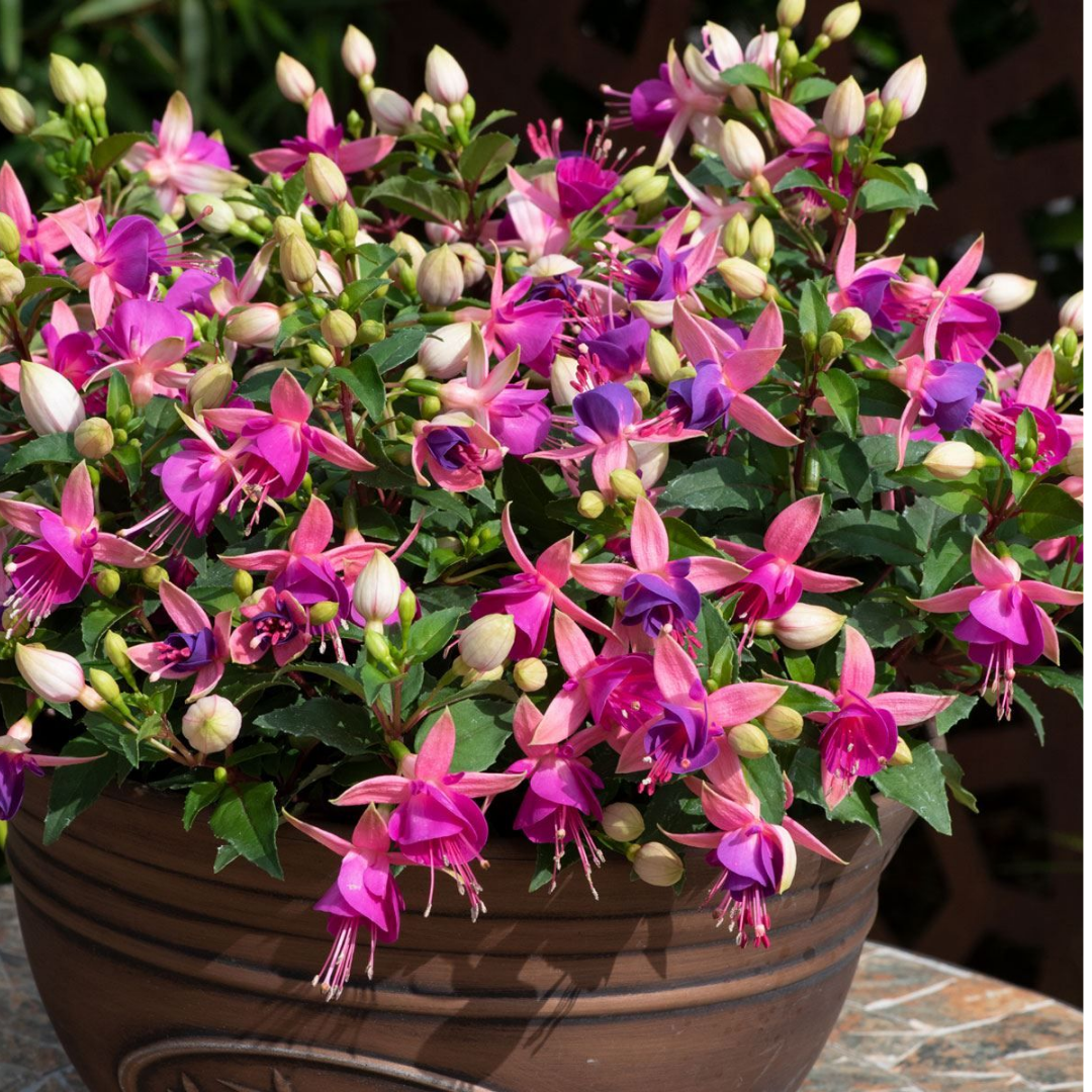 Fuchsia ‘Diva Rose’ — Hardy Perennial, Bee-Friendly, 1L Pot (Set of 3 or 6)