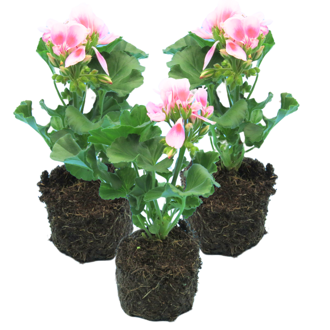 Pelargonium ‘Linus’ — Tender Perennial (grown as bedding), Bee-Friendly, 10.5cm Pot (Set of 3 or 6)
