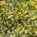 Euonymus ‘Microphyllus Aureomarginatus’ — Hardy Shrub, 2L Pot