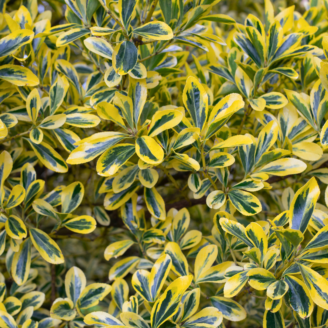Euonymus ‘Microphyllus Aureomarginatus’ — Hardy Shrub, 2L Pot